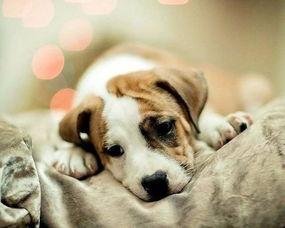 马小云人狗图片无码,纯真友谊的美好写照