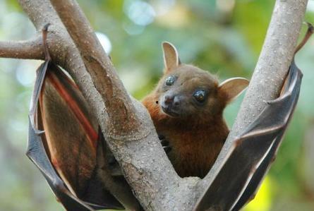 蝙蝠韩国版免费观看,免费观看蝙蝠韩国版，揭开神秘生物的奇幻之旅