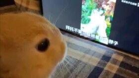 兔子尖叫视频,揭秘萌宠的惊悚时刻