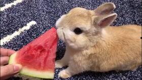 吃瓜娱乐兔子视频,兔子视频带你领略趣味生活瞬间